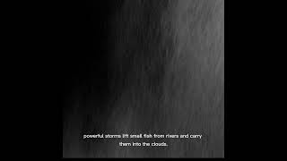 Fish Rain? 😱🐟