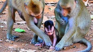 Some mother monkey is very kindness share food to other monkey