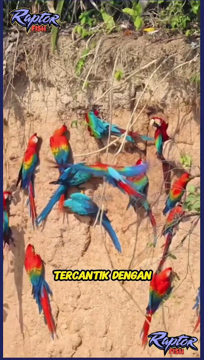 Macaw birds are like turtle doves in Brazil