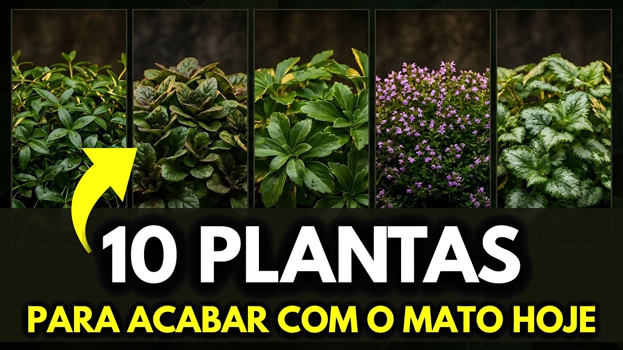 10 Plantas Surpreendentes Para Acabar com o Mato Hoje