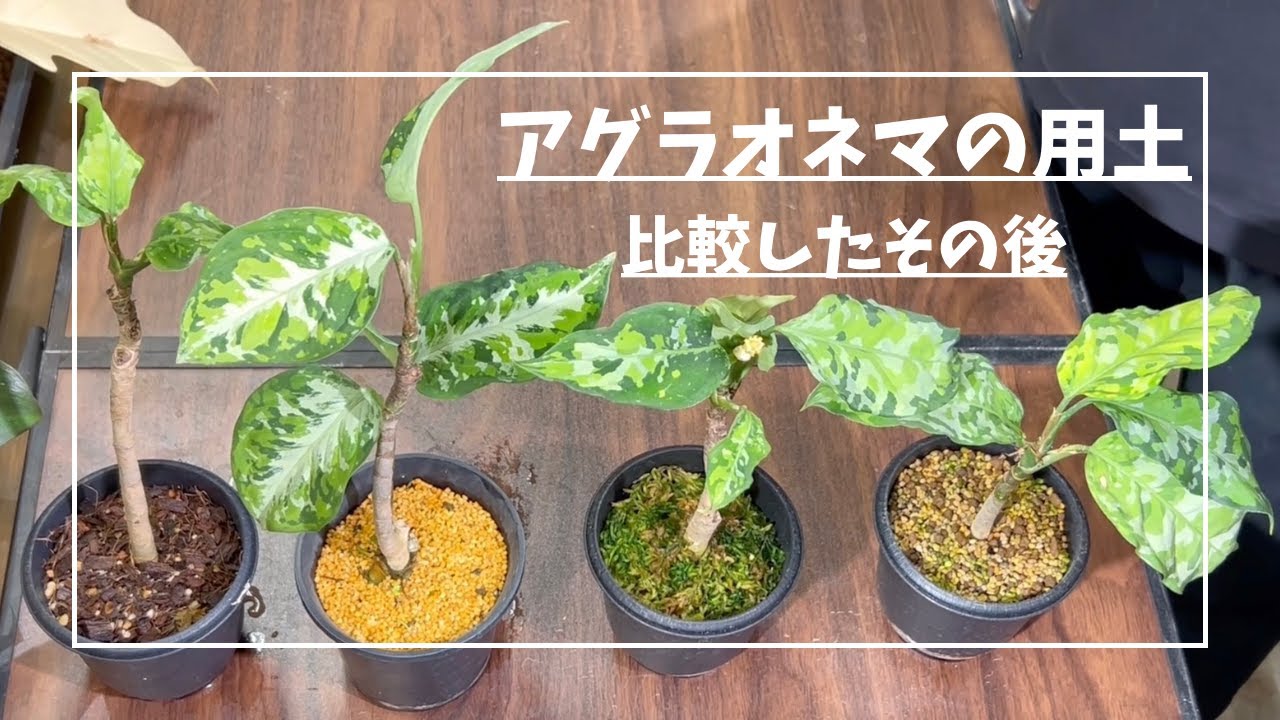 アグラオネマピクタムの用土比較から3ヶ月…どうなった？【チラッとNew face紹介】