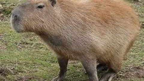 POV : average stronghold pvper (Cosmic Prisons)