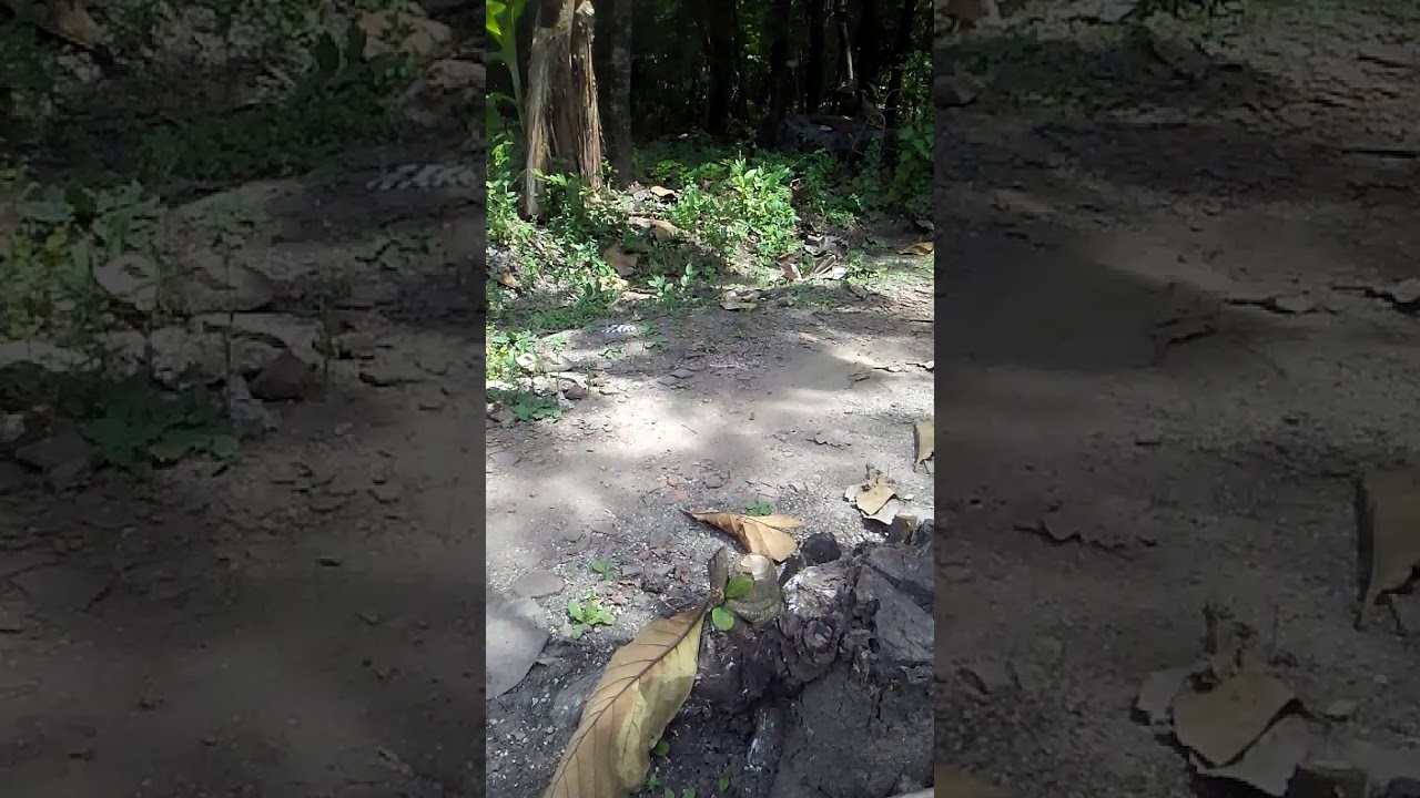 Membedakan Ciblek Tebu Jantan Dan Betina Cara Membedakan Youtube