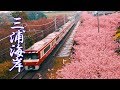 【Cherry blossoms】Miura Kaigan sakura Festival 2019 in the rain  #4K #三浦海岸 #京急