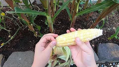 後院種玉米｜灣區小院｜後院種菜 - 天天要聞