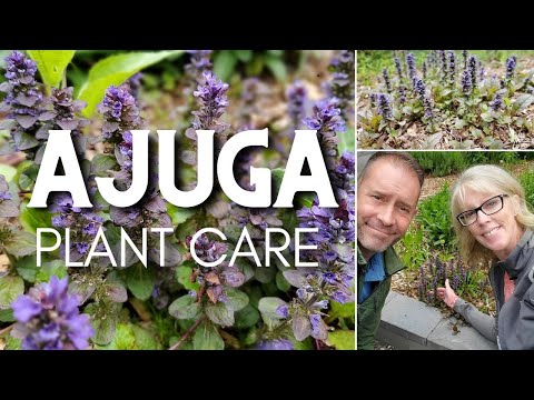 Video: Ajuga ogräsbekämpning - tips för att bli av med insektsväxter