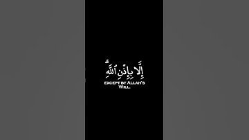 القارئ : #رعد الكردي  سورة : #التغابن ، الآية ١١