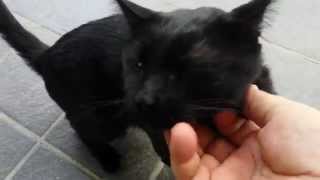 Black cat stanger arrival, meow ;) nice talking