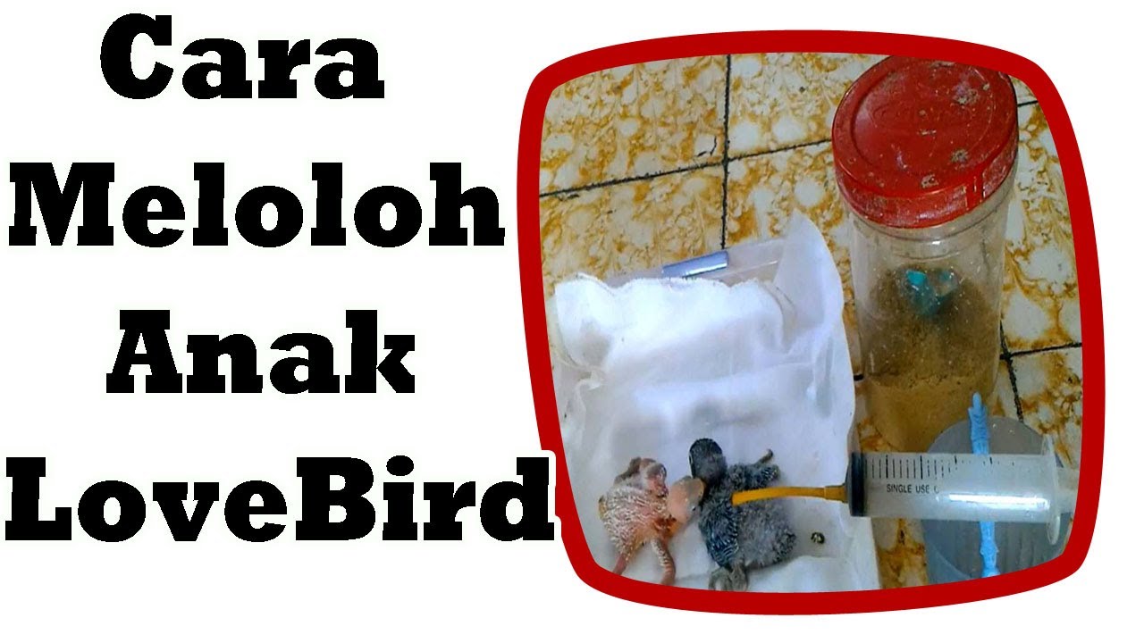 Cara Meloloh / Menyepet Anakan Burung LoveBird 