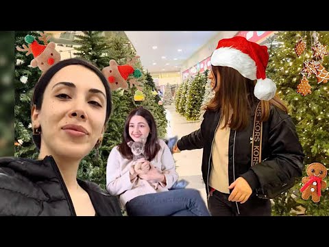 სოფია მოვიდა წავედით ნაძვის ხის საყიდლად სოფიამ და ბონი