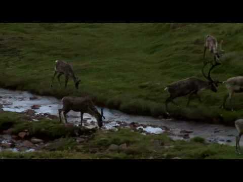 Porcupine Caribou Herd, Vuntut National Park