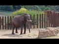 African 🇬🇳🇿🇦🇰🇪🇨🇫🌍 Elephants 🐘 at the West Midlands Safari Park