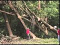 Storm Damage Tree Cutting and Cleanup - Stoltzfus Tree Service