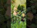 Nature garden flowers plants 🪴 villageife #homegardenig #foodandflowers #ytshorts #shorts
