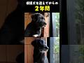 保護犬を迎えてからの2年間