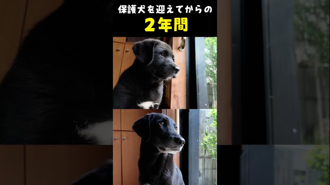 保護犬を迎えてからの2年間