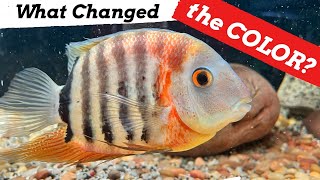 TRANSFORMED from DARK to LIGHT *WHAT CHANGED the COLOR of My Fish?*