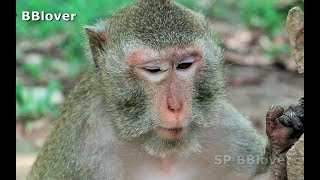 Tourist Want To Take Photo With Baby Monkey Piper - SP 27 Tourist Want To Take Photo With Baby Monkey Piper - SP 27