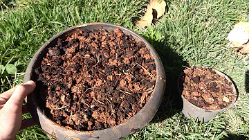 Como cultivar girassol anão em vaso?