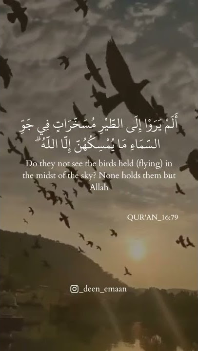 Surah An Nahl Ayat 79 #quran #surahannahl