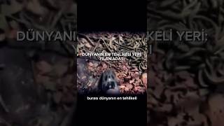 DÜNYANIN EN TEHLİKELİ NOKTASI: YILAN ADASI! #keşfet #yılan #shortvideo #gizemlihikayeler #korku