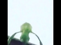 Dat boi meme Mp3 Song