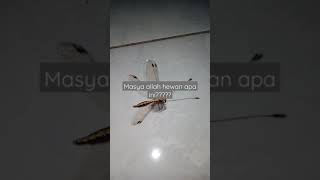 🔴ANEH !! CAPUNG MIRIP KUPU KUPU 2021 #kangali #shorts #video