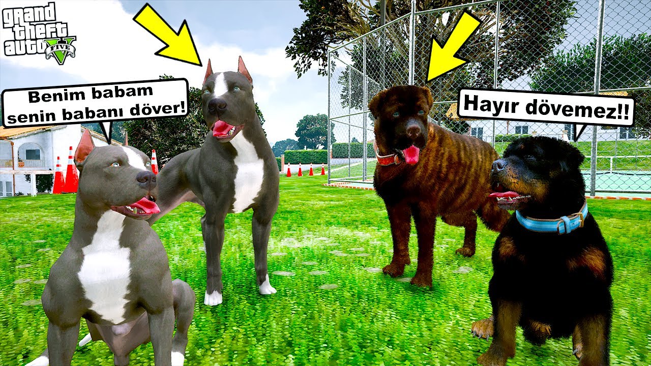BABA PİTBULL VE BABA ROTTWEILER YAVRULAR YÜZÜNDEN KAVGA ETTİ! - GTA 5
