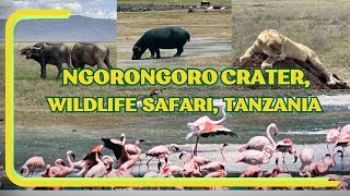 Incredible wildlife, Ngorongoro Crater, Tanzania #travel #safari #adventure #africa