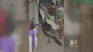 Wild Turkey Crashes Into NJ Woman's Home