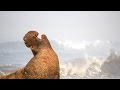 QUEST: Dive with Elephant Seals