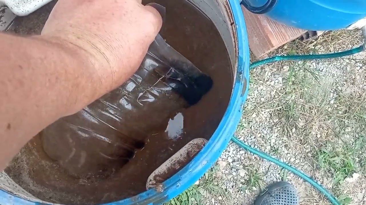 Doğal Kuş Gübresini sıvılaştirdım ve sulama işlemini yaptım (bitkiler coşacak mı)