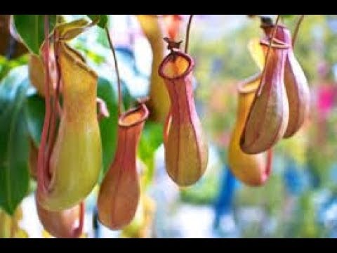 فيديو: ما النبات الذي تنمو عليه القفزات؟