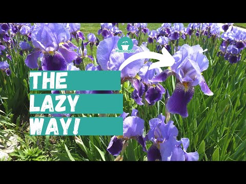 Beginner's Guide to Iris Plant Care | Lazy Gardener's Guide to Irises
