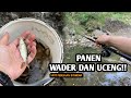 Panen wader dan uceng mancing ikan wader dan uceng pakai teknik kumbul spot pedesaan