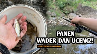 PANEN WADER DAN UCENG!! Mancing ikan wader dan uceng pakai teknik kumbul spot pedesaan