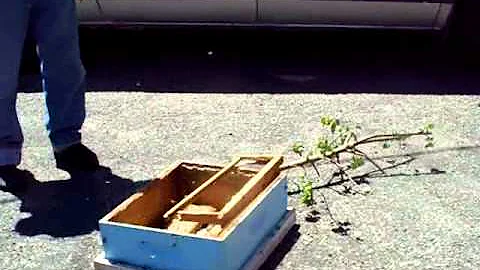 Honey Bee Abandon Hive w/Matt King and Fern Bray