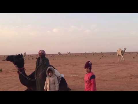 لماذا وسوم الإبل هي أصل لغات العالم عيد اليحيى