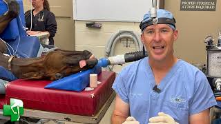 Treating a foal&#39;s Overbite with Dr  Brad Tanner from Rood &amp; Riddle Equine Hospital