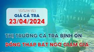Giá Cá Tra Hôm Nay 23/04/2024 | Thị Trường Cá Tra Im Ắng: Đồng Tháp Bất Ngờ Giảm Giá