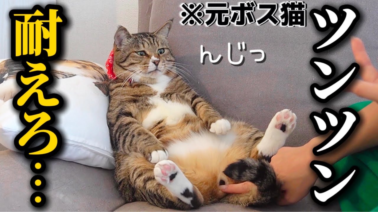 I warned about ferocious cats sitting on people's chairs