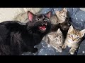 My Cat Is Jealous Of The Newborn Kittens *FREAK OUT!*