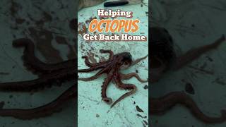 Heat-warming Rescue of Octopus #octopus #shorts #fishing