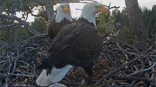 FOBBV Eagles 🦅 Jackie & Shadow's nighttime serenade 🎶 plus early a.m. nest visit 💞2024 May 27