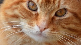 NIKON P1000 - ZOOM - Nosey Feral Cat - 4K