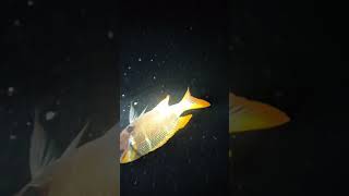 Bigeye Emperor Fish 🐟 #dji #fishing #divng #fish #viral #spearfishing #ytshorts #underwater