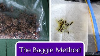 Baggie Method Seed Germination by Fraser Valley Rose Farm 43,980 views 4 months ago 7 minutes, 47 seconds