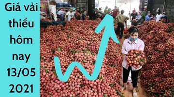 Giá vải thiều 2021: Vải sớm đầu mua bắt đầu thu hoạch - đầu ra nào cho vải trong mùa covid-19?