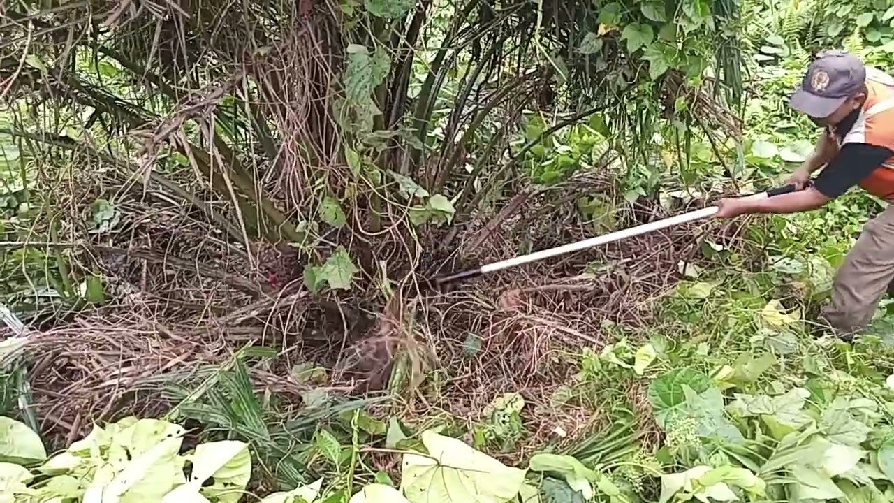 Pruning dasar sawit semak luar biasa enak pake egrek #sawitbuahpasir #kulisawit 