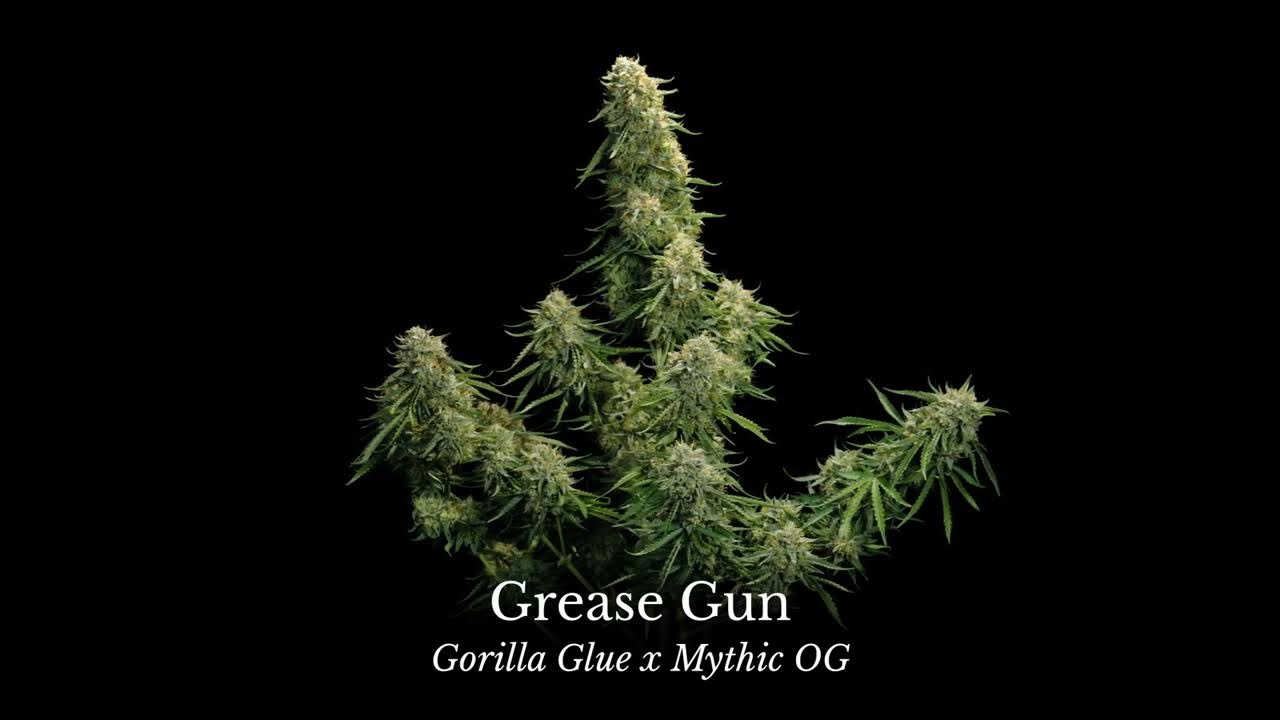 Highlight video of Grease Gun autoflower cannabis seed strain YouTube